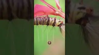 Zoom ulat dengan lensa macro 