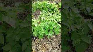 Борьба с колорадским жуком с помощью Корагена