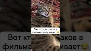 Кот призрак.