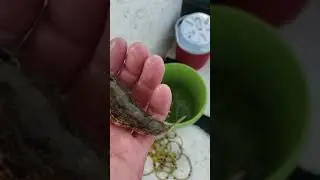 Pufferfish sound - augh!