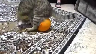 Cat, baloon and electrostatics Кот, шарик и электростатика