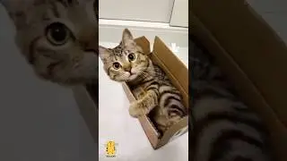 Funny Cat & Cute Kittens537😻 