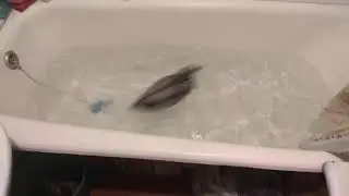 Crazy duck