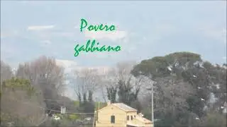 Povero gabbiano #poverogabbiano