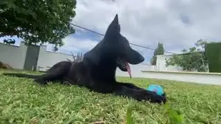 Kylo Black German Shepherd enjoying the garden!