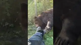 Атака медведя. Нападение медведя 