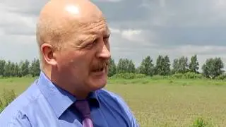 культурная конопля в амурской области+