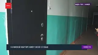 Не меньше 10 собак живут в обычной ачинской квартире