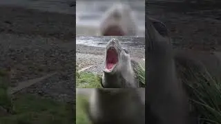 WZ IS FUNNY BUT BETTER WITH MEMES 