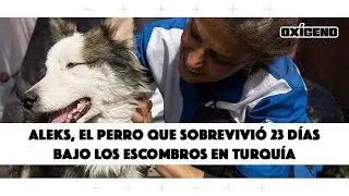Turquía: Aleks, el perro que fue rescatado 23 días después del terremoto