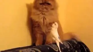 Тест на психику 3