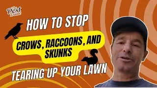 How to Stop Crows, Raccoons, and Skunks Tearing Up Your Lawn – Grub Control Tips