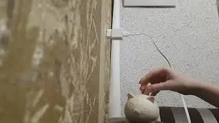 кот Чеснок пошел гулять