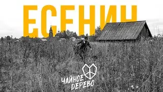 Чайное Дерево - ЕСЕНИН (Премьера клипа 2022) Кир Сабреков (С)