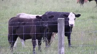 Raising Cattle 101 with Donald Tarter