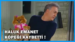 Haluk Emanet Köpeği Kaybetti! - Çocuklar Duymasın 38.Bölüm