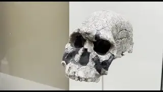 Танзания со Станиславом Дробышевским. Лекция в музее олдувай.