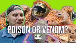 Poison or Venom?  Virtual Field Trip at Bethabara Park
