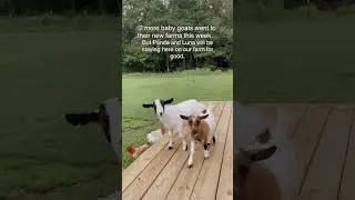 Born on our farm and staying. #nigeriandwarfgoats #goats #babygoats #farm #homestead