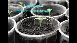 пересадка перцев и баклажан в стаканчики из пелёнок 23.02.2019