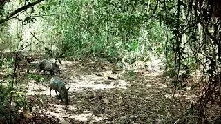 Rainforest ASMR: Central America