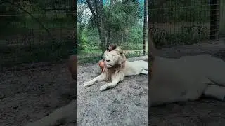 Timba Hugs
