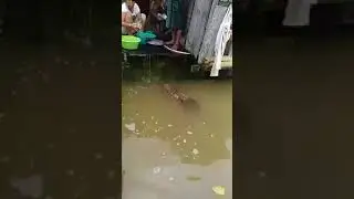 Shocked! A wild crocodile came to my house to search for food