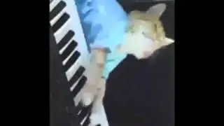Смешные коты и кошки!