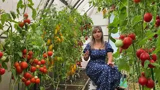 DON'T MISS IT! THE LAST TOMATO FERTILIZATION IN AUGUST