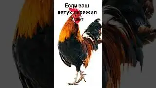 ЕСЛИ ВАШ ПЕТУХ ПЕРЕЖИЛ 7 ЛЕТ.   ВЕДЬМИНА ИЗБА ▶️ ИНГА ХОСРОЕВА