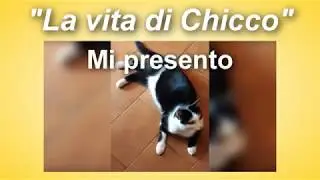 La vita di Chicco - Canzone per il canale "Il signor Pizzettino"