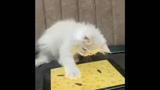 Adorable Persian Cat vs. iPad Rat Game 🎮 | Must-Watch 60-Second Short