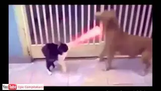 Cats+Wint