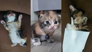 TINGKAH LUCU KUCING TIDUR ANABUL GEMOY BIKIN GEMES