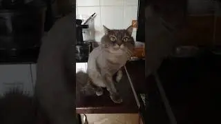 Кошка породы YouTube