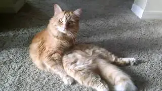 Cat Sits Like a human