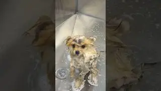 KÖPEĞİMİZ CİROYU TIRAŞ ETTİRDİK !! AYICIK GİBİ OLDU YAYINDA
