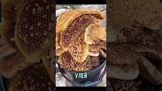Как содержать пчел в доме