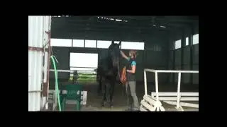 Команды рядом, в руках – обучение. Базовые команды. Уроки верховой езды