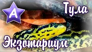 Тула — Экзотариум. В мире животных