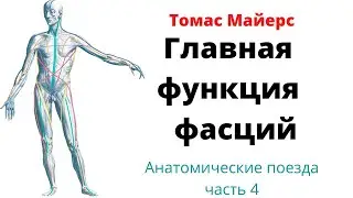 The most important function of fascia. Anatomy in 3D.