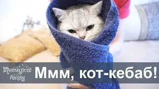 С собой, пожалуйста! Как завернуть кота?