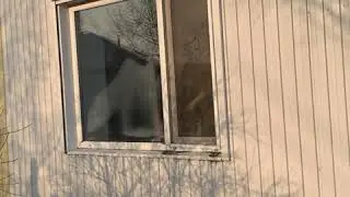 Изрезали собаку
