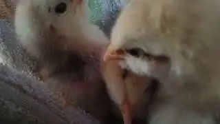 chicks