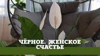 Чёрное Женское Счастье