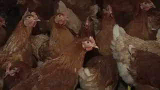 Kippen bijna klaar voor buitenverblijf Rondeelstal
