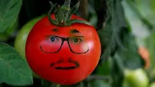Moai Tomate Greenscreen