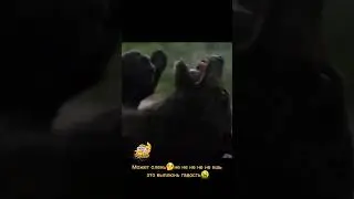 41) Медведь 🐻 под кокосом 🤪😱 