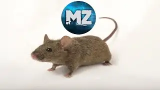 Росток домашних животных