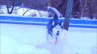 Siberian Husky -  Mikey enjoys the Snow Day - Dec 2013
